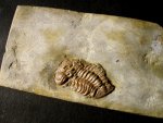 devonian-trilobite-trimerocephalus-caecus