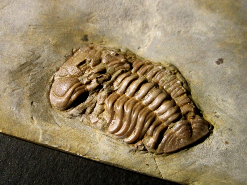 polish-devonian-trilobite-trimerocephalus-caecus