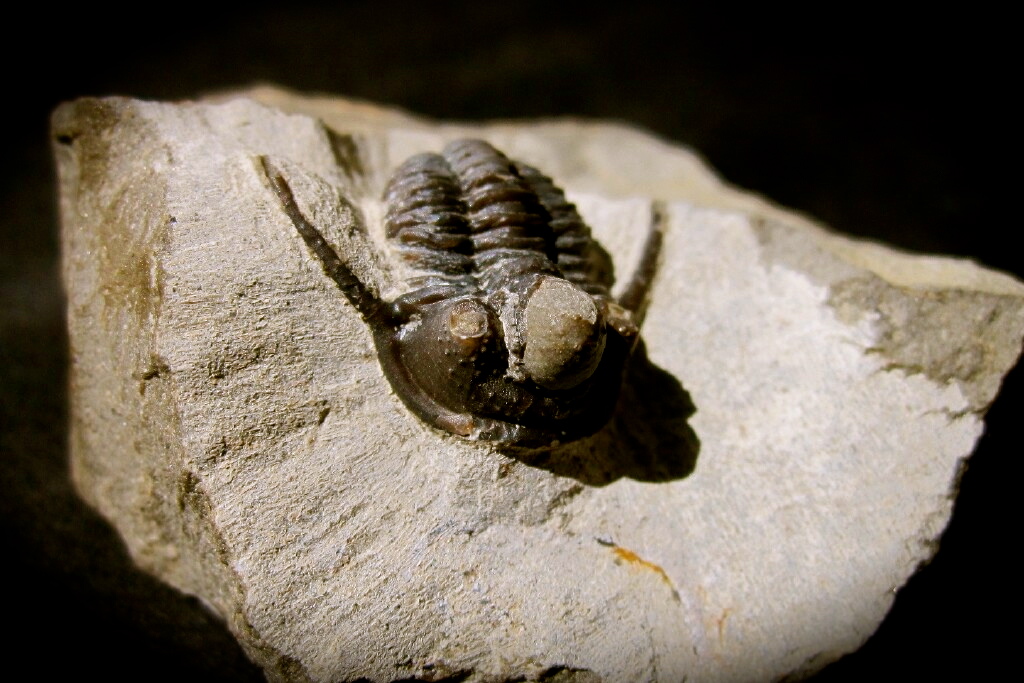 cyphaspis-ceratophthalmus-eifel-french.