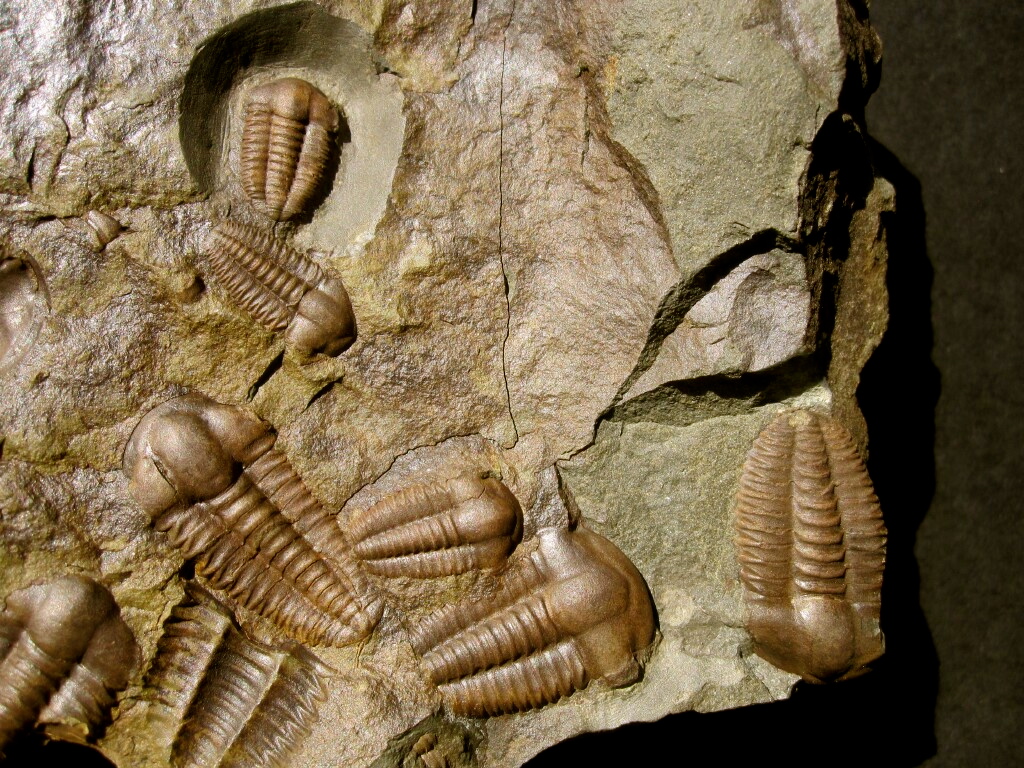 Ellipsocephalus hoffi Trilobites Mass Mortality