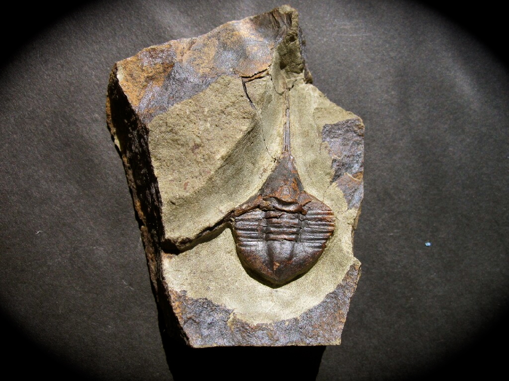 Lonchodomas drummuckensis Trilobite from Scotland