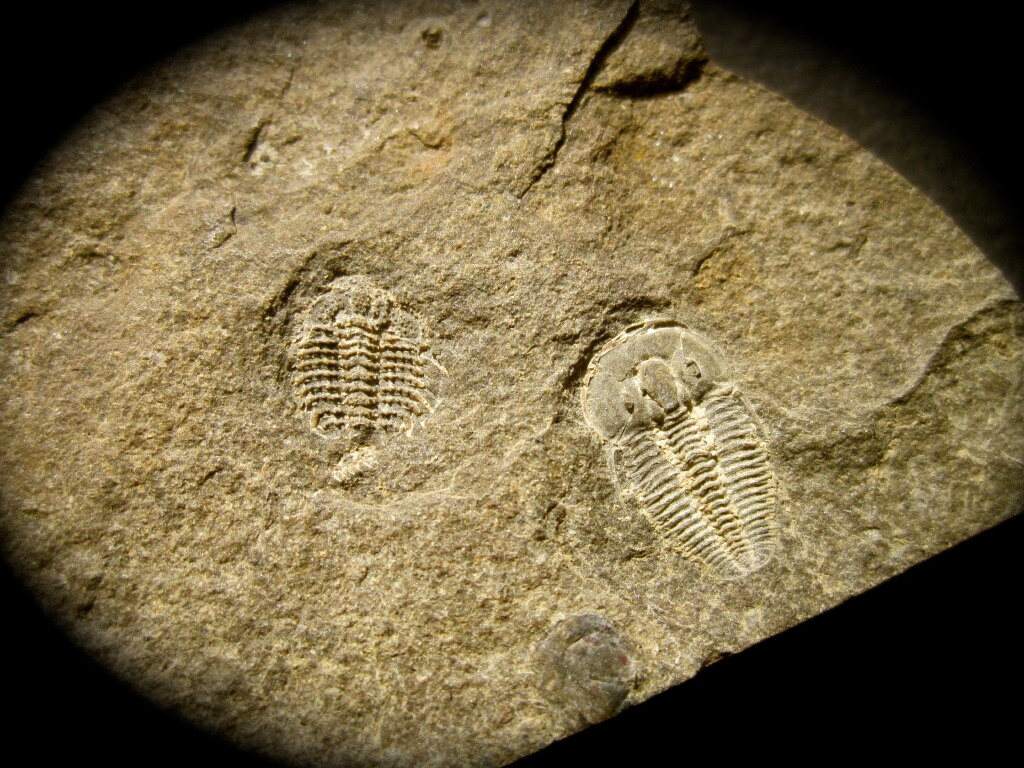 Bohemian Trilobite Otarion diffractum