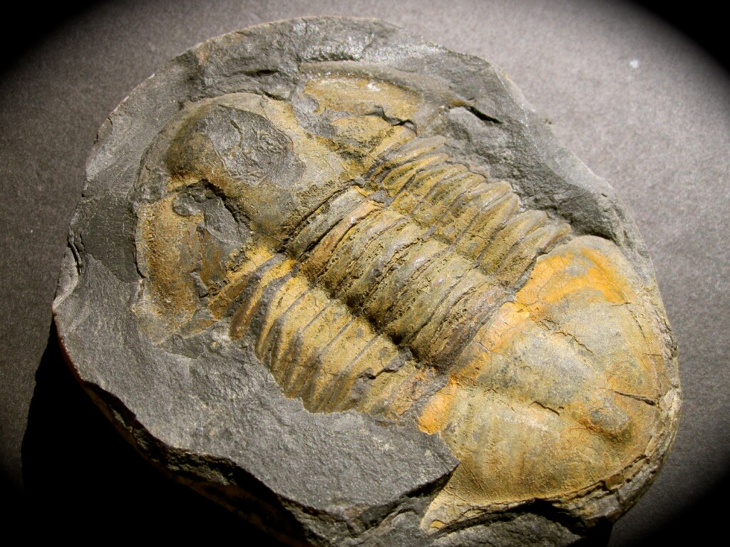 Bolivian Hoekaspis yahuari Trilobite