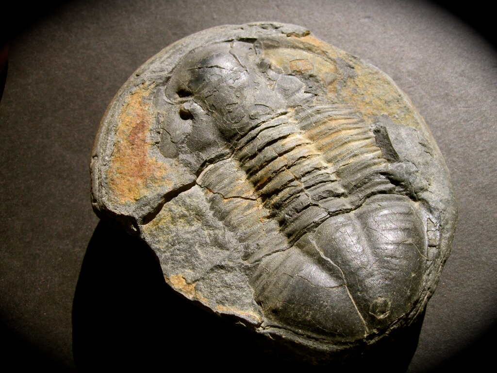 Bolivian Hoekaspis Trilobite