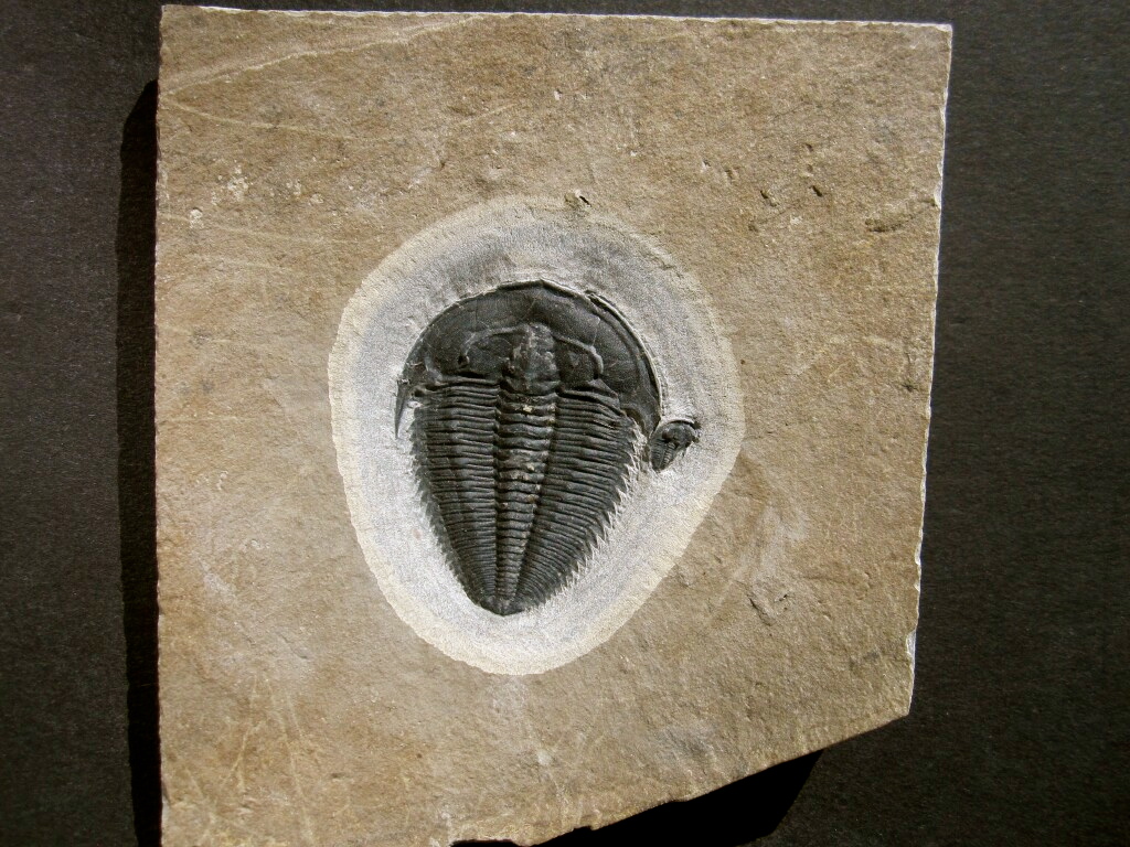 Amecephalus idahoense Trilobite from Utah