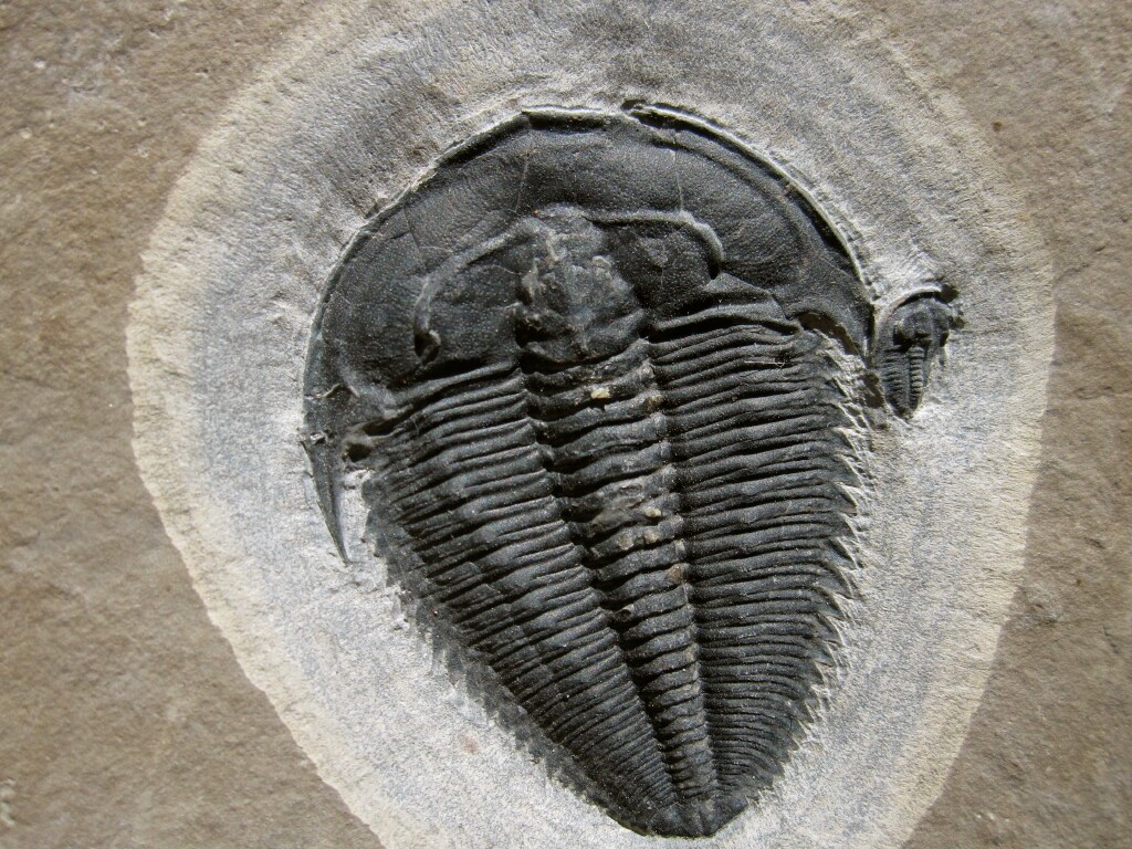 Amecephalus idahoense Trilobite from Utah