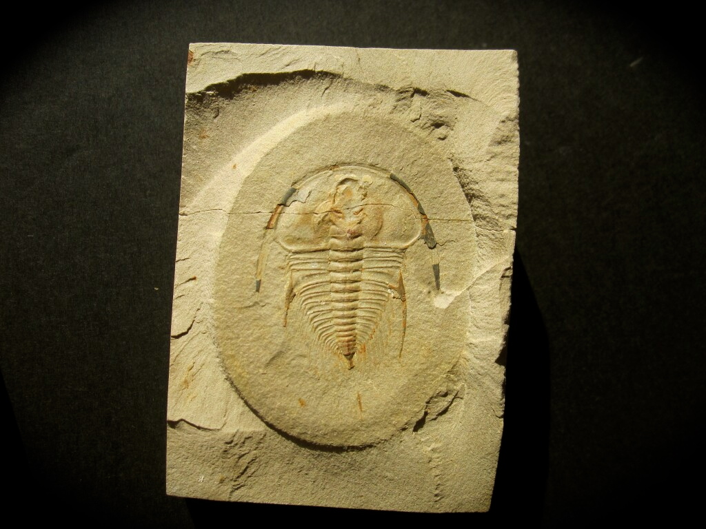 Olenellus gilbert Trilobite pos/neg from Nevada