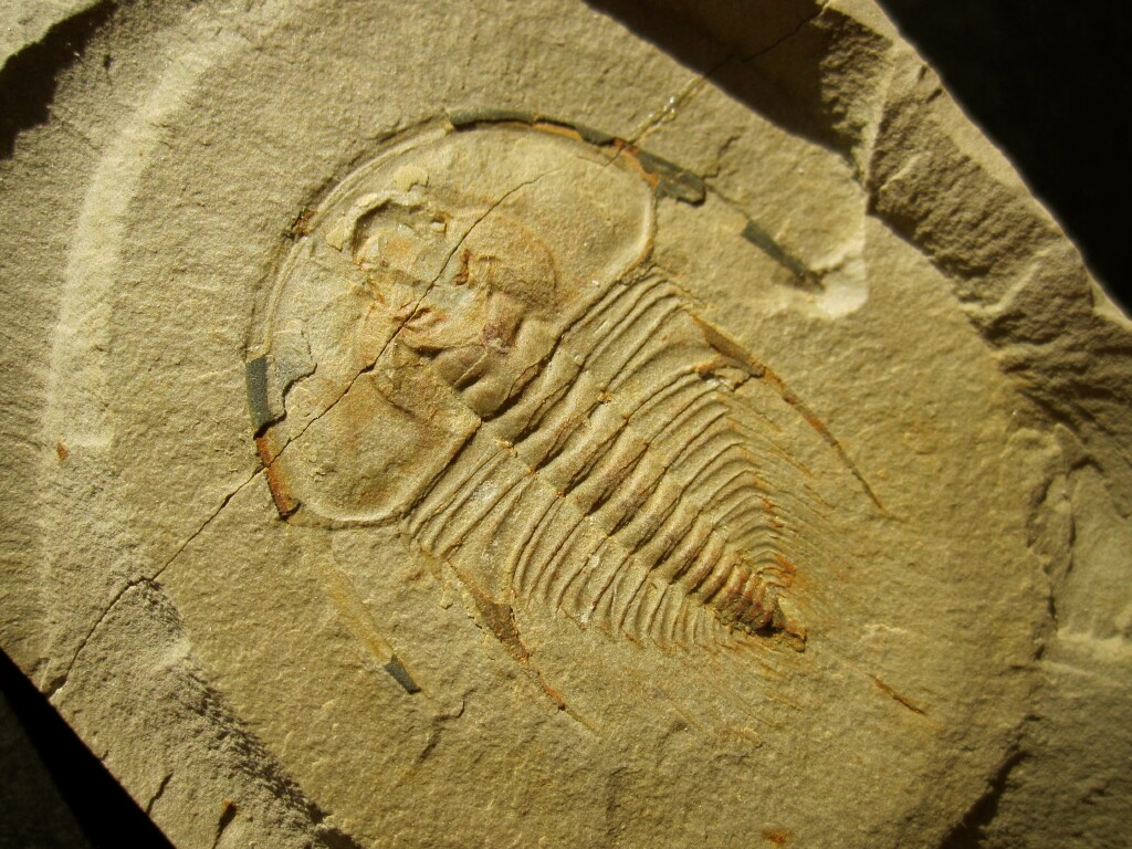 Olenellus gilbert Trilobite pos/neg from Nevada