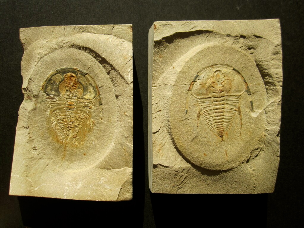 Olenellus gilbert Trilobite