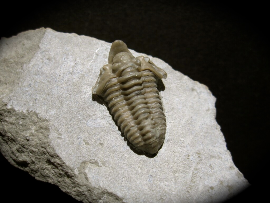 Spathacalymene nasuta Trilobite 