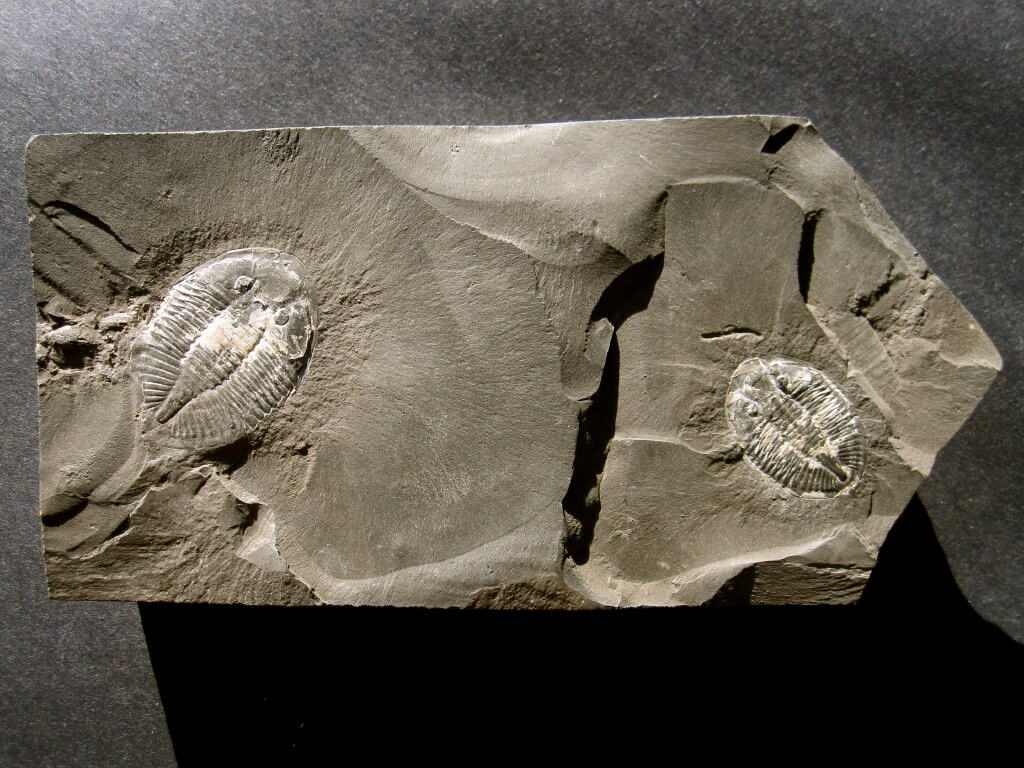 Pseudogigyties Trilobites from Ontario