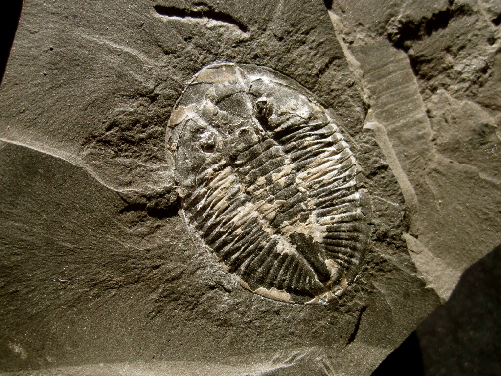 Pseudogigyties Trilobites 