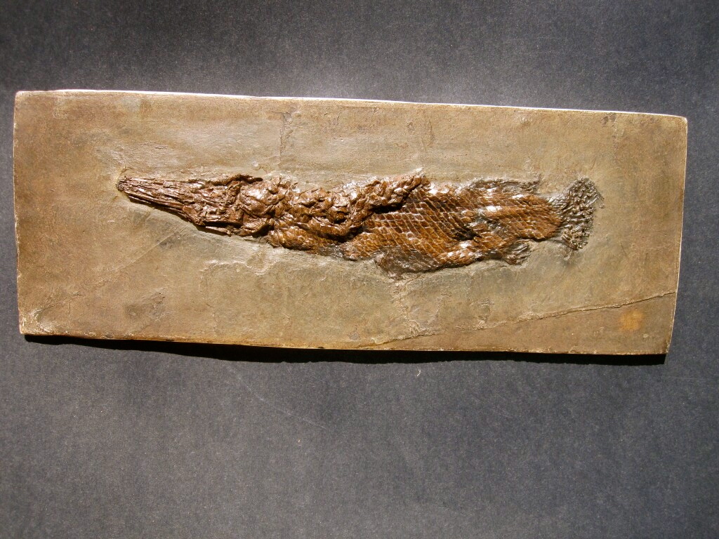 Atractosteus strausi Fish Fossil