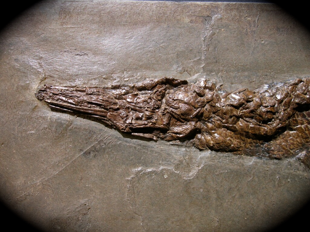 Atractosteus strausi Fish Fossil