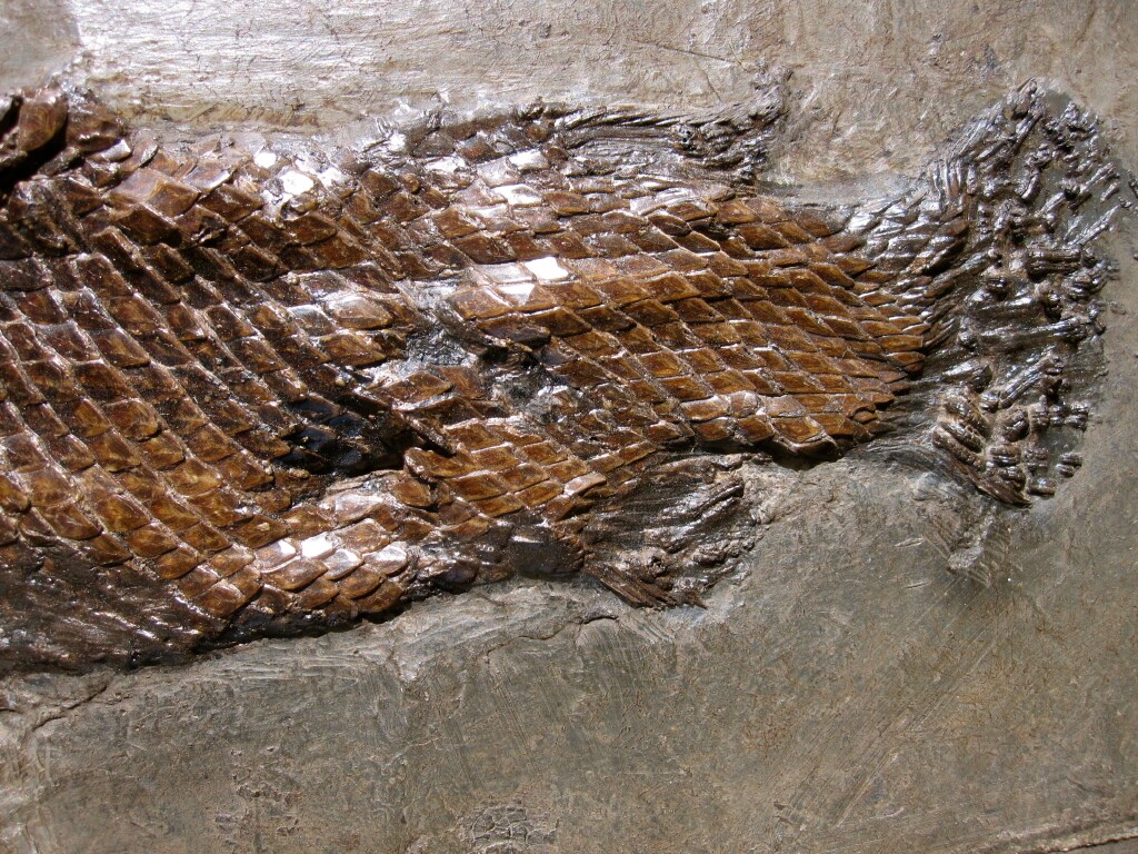 Atractosteus strausi Fish Fossil