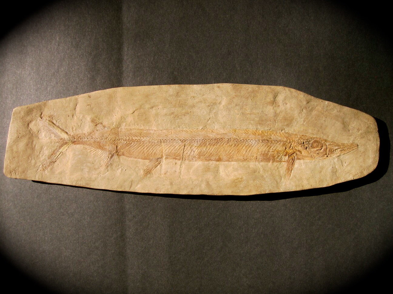 Holosteus mariae Fish Fossil