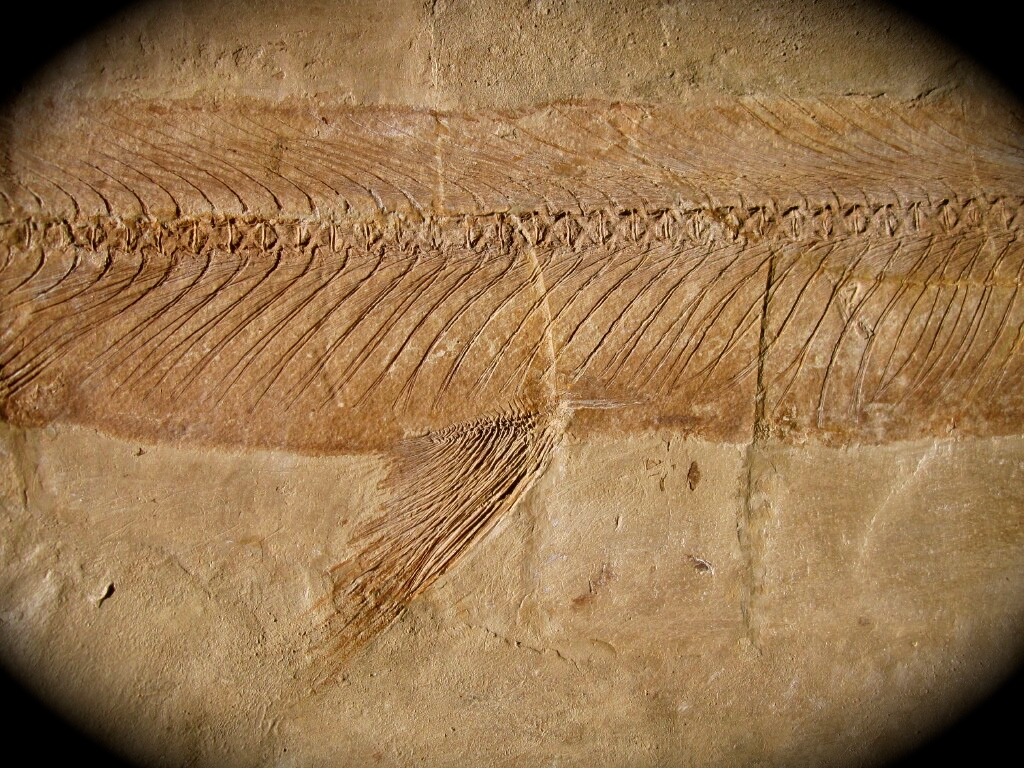 Holosteus mariae Fish Fossil