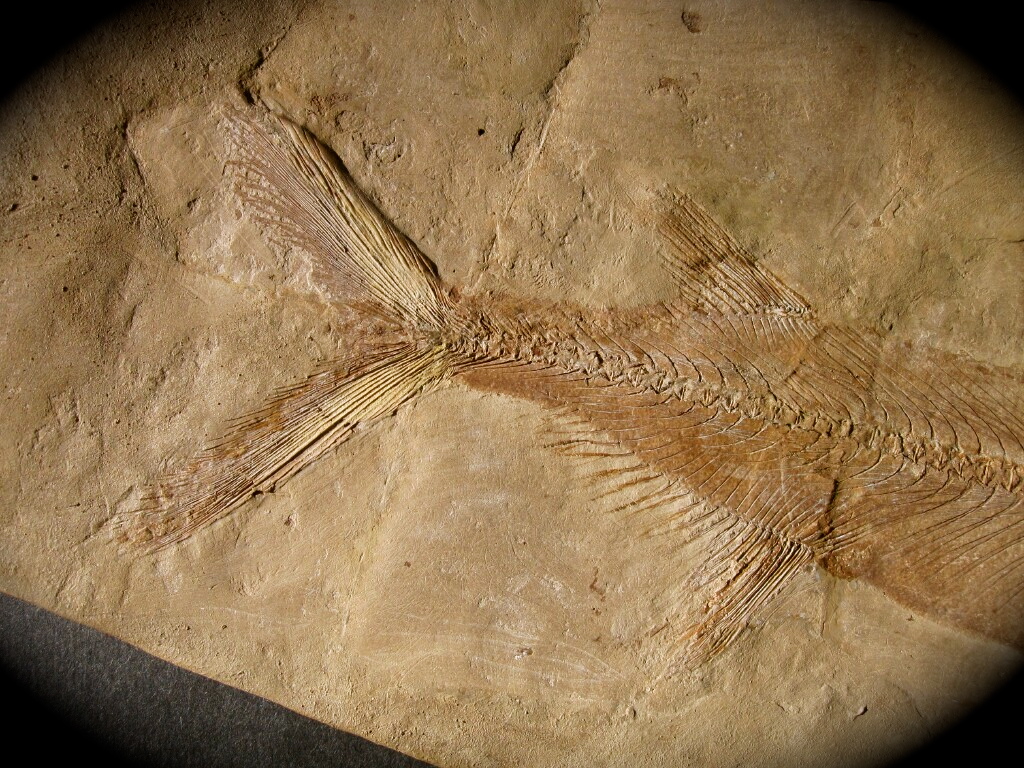 Holosteus mariae Fish Fossil