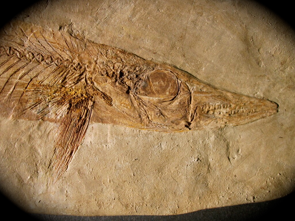 Holosteus mariae Fish Fossil