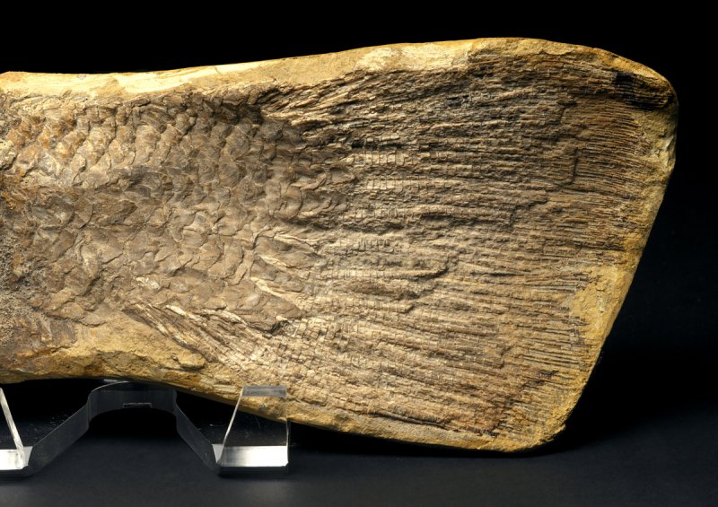 Calamopleurus cylindricus Fish Fossil