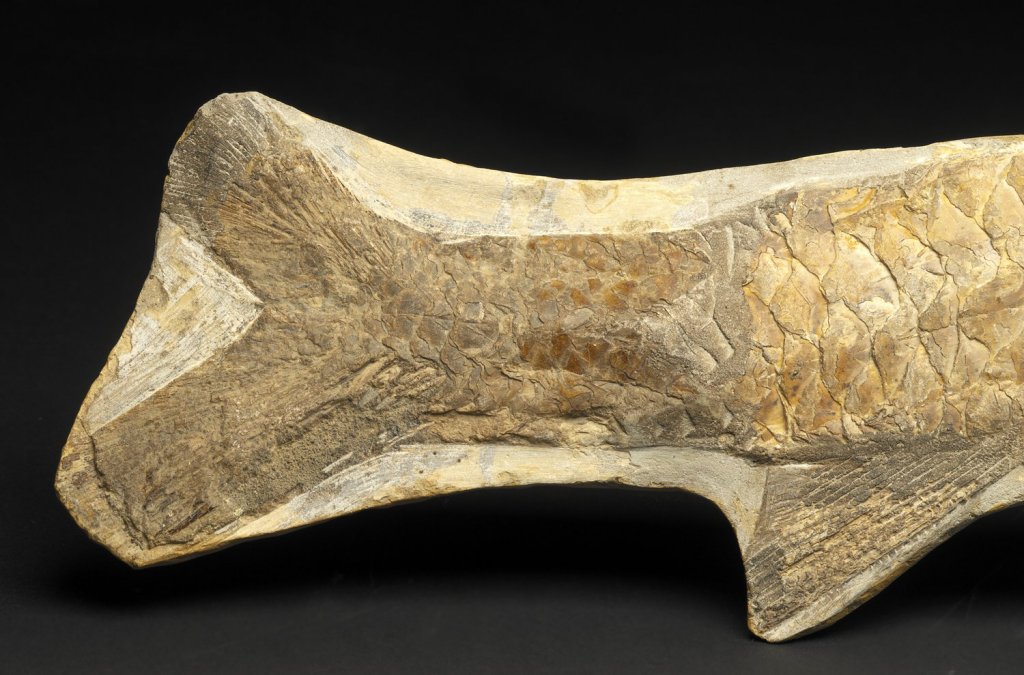 Cladocyclus gardineri Fish Fossil