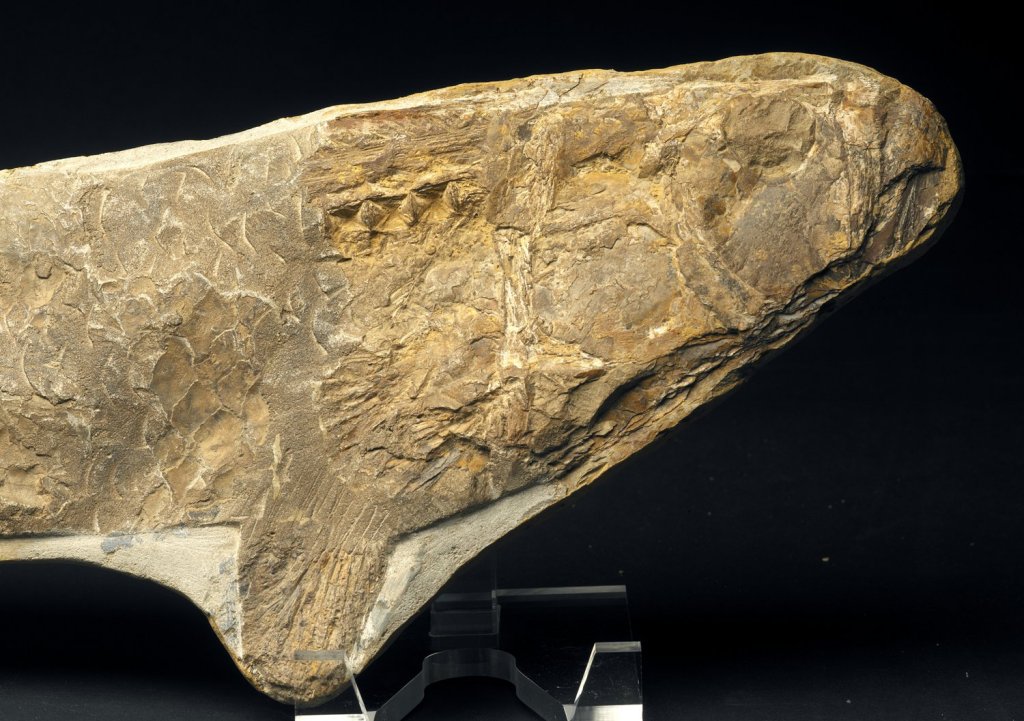 Cladocyclus gardineri Fish Fossil