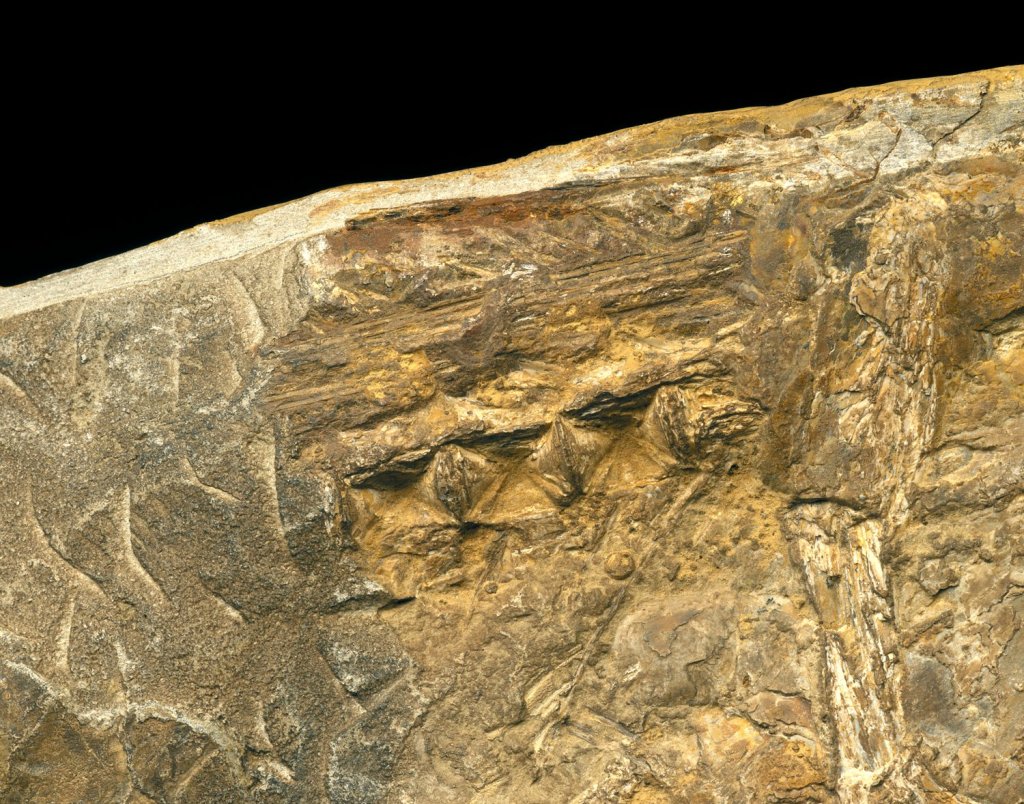 Cladocyclus gardineri Fish Fossil