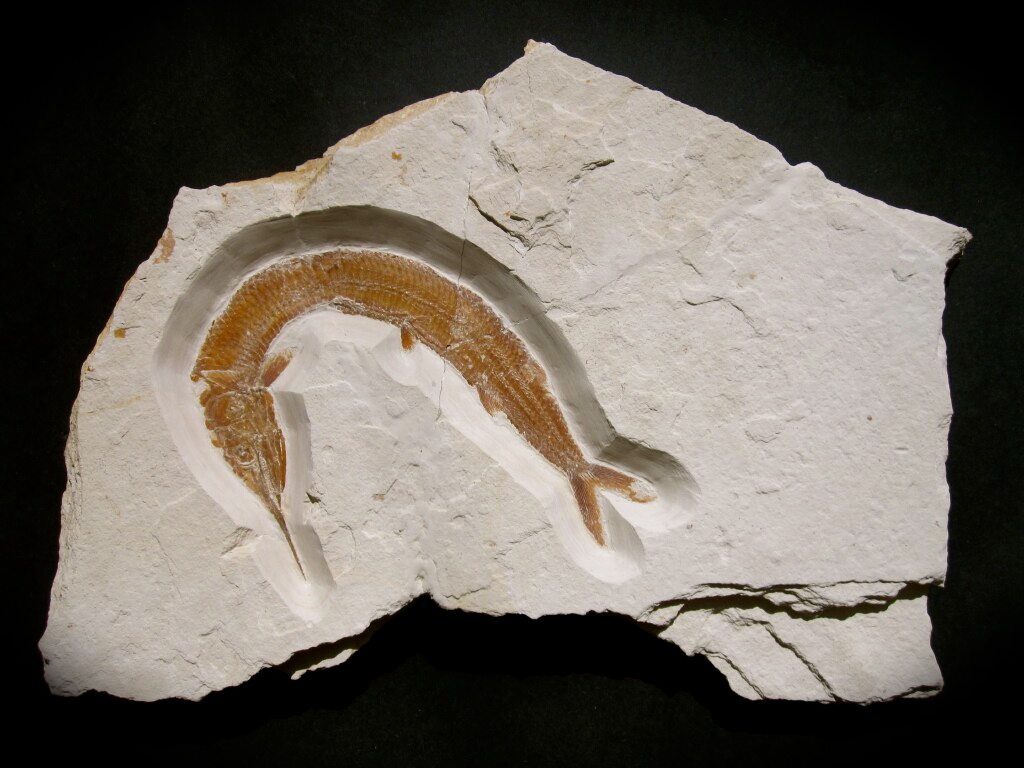 Aspidorhynchus acutirostris Fish Fossil