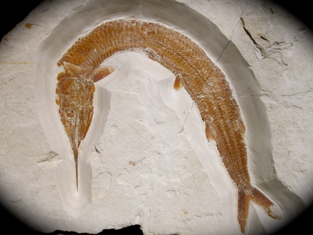 Aspidorhynchus acutirostris Fish Fossil