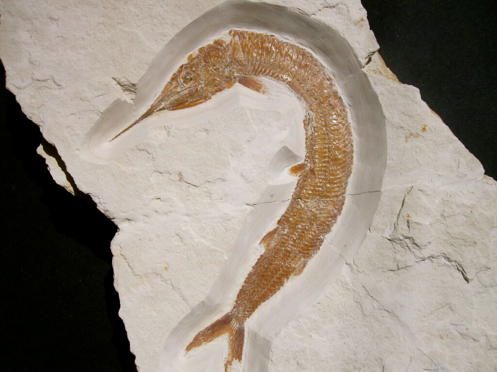 Aspidorhynchus acutirostris Fish Fossil