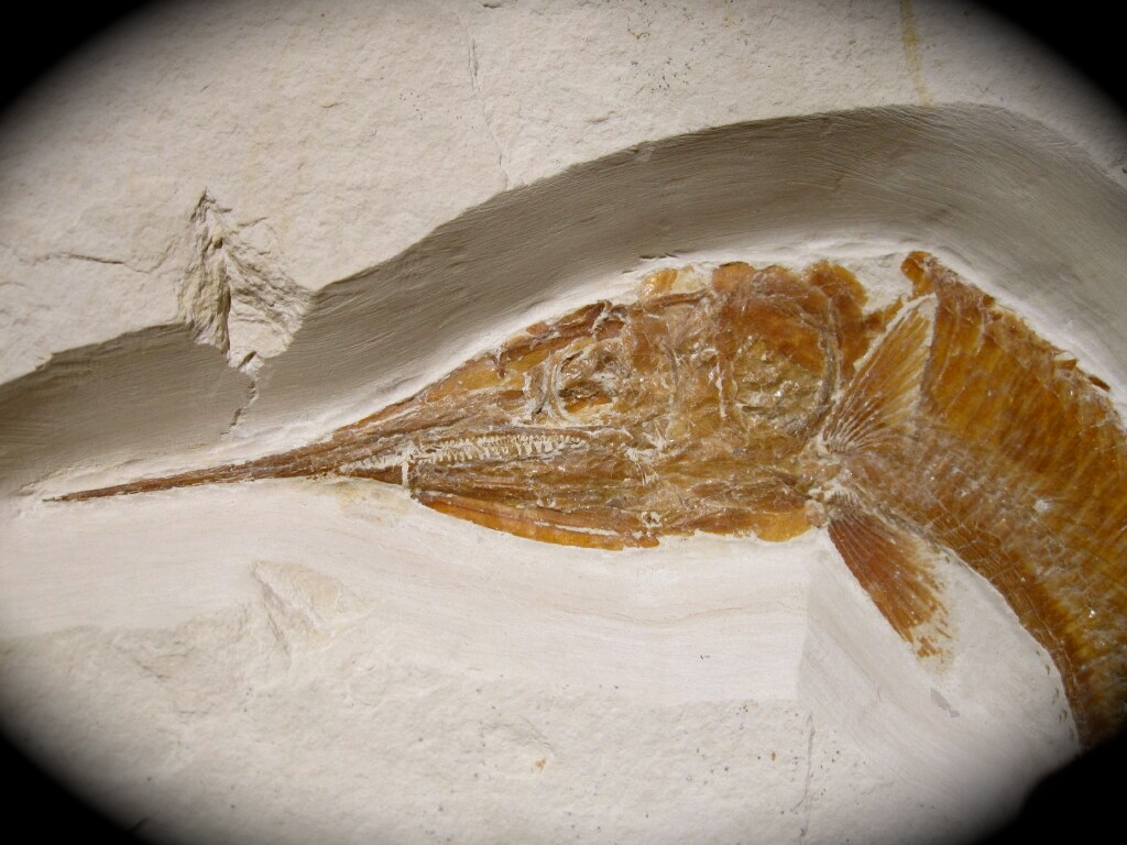 Aspidorhynchus acutirostris Fish Fossil