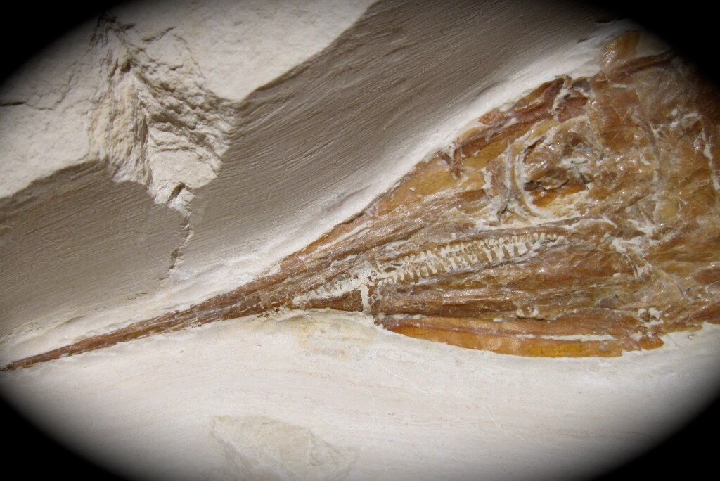 Aspidorhynchus acutirostris Fish Fossil