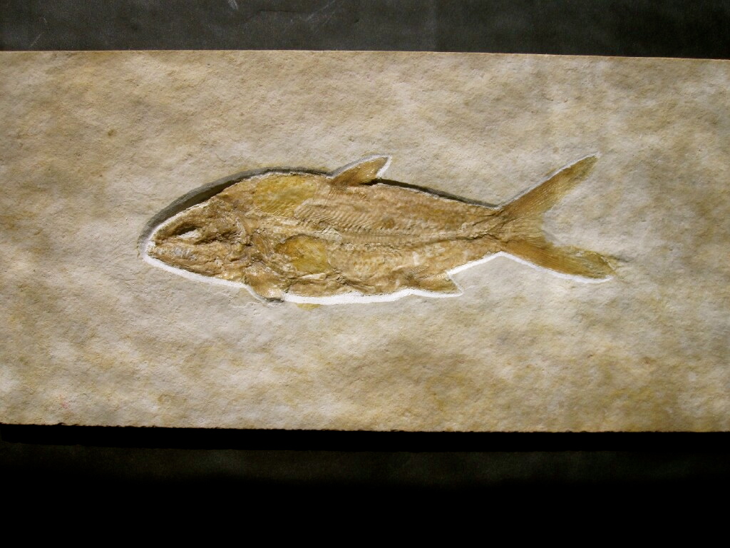 Caturus furcatus Fish Fossil