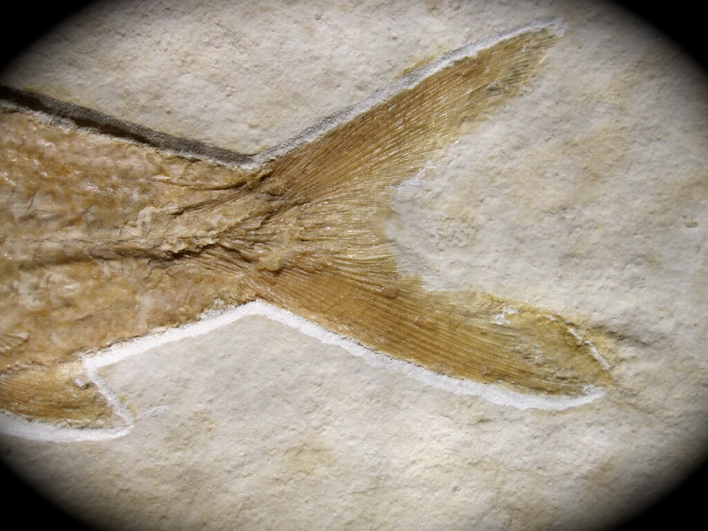 Caturus furcatus Fish Fossil