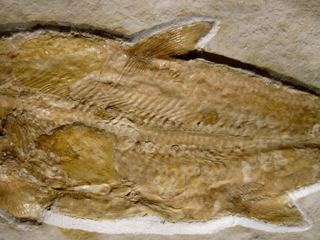 Caturus furcatus Fish Fossil