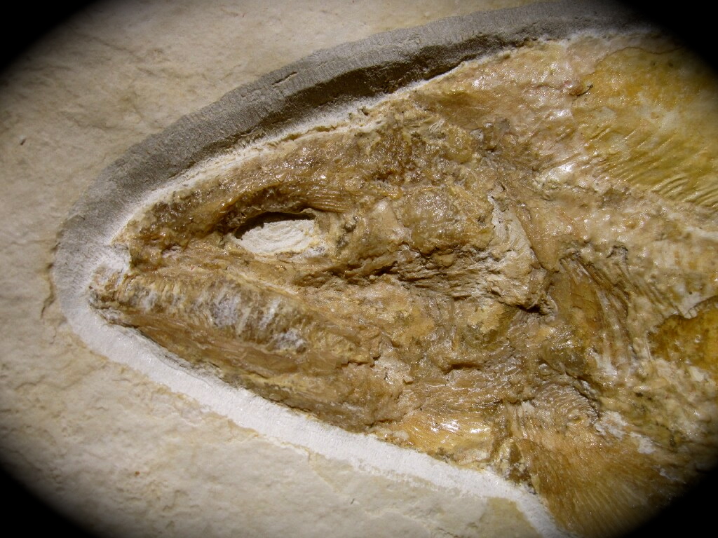 Caturus furcatus Fish Fossil