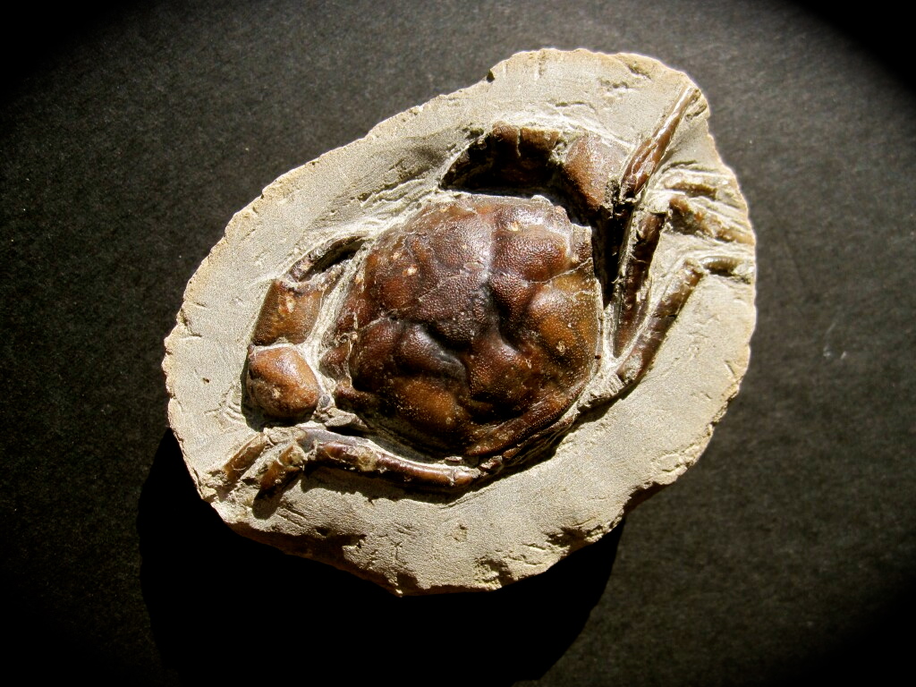 Orbitoplax Crab Fossil from Oregon